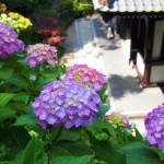 鎌倉散歩 江ノ電であじさい巡り　Kamakura