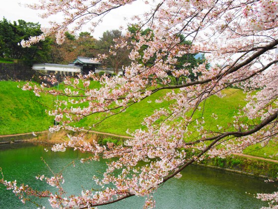 Tokyo　桜