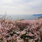 Today’s Photo 本日の1枚 熱海の桜