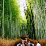 7月の京都旅行～2日目 嵐山~伏見稲荷