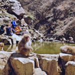 猿の温泉、湯田中渋温泉へ Snow Monkey Park in Nagano